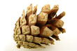 isolated pine cone