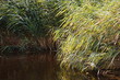 Foto: uferimpressionen 2 uferimpressionen 2