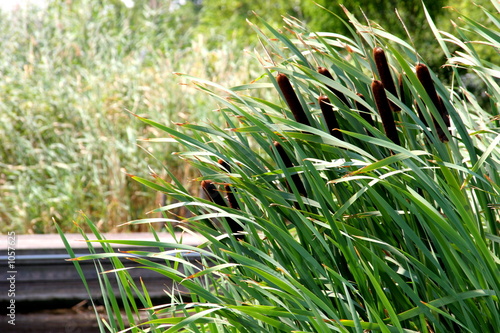Foto: lampenputzer 1 lampenputzer 1