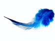 Photo: blue feather blue feather