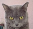 Photo en ligne au meilleur prix chat cendr�