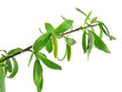 spring - green branch