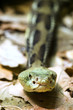 timber rattlesnake - cranebrake rattlesnake - crot timber rattlesnake - cranebrake rattlesnake - crot