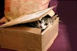 chaton