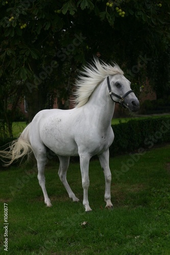 Foto: arabian horse arabian horse
