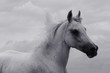 Foto: running in black and white running in black and white
