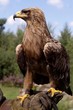 profile portrait of beautiful golden eagle profile portrait of beautiful golden eagle
