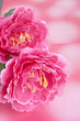 peony