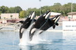 trois orques (baleine tueuse)