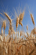 wheat