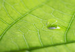 waterdrop on a leaf
