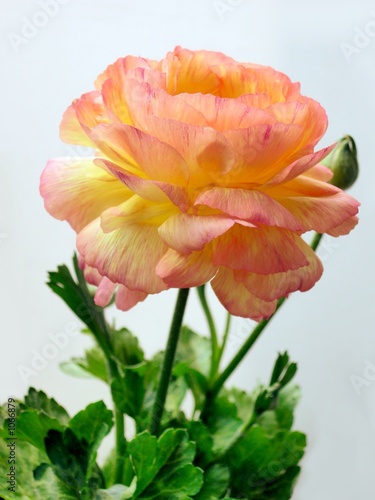 Foto: decorative flower decorative flower