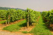 vineyard