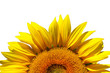fleur de tournesol détourée 01
