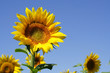 tournesol 3