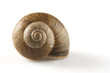 snail