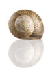 snail