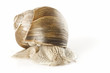 snail