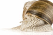 snail