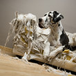 gentil le chienchien gentil le chienchien