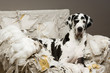gentil le chienchien gentil le chienchien