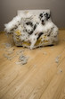 gentil le chienchien gentil le chienchien