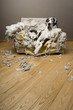 gentil le chienchien gentil le chienchien