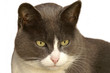 chat détouré