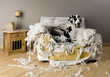 gentil le chienchien gentil le chienchien