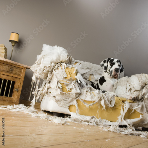 Foto: gentil le chienchien gentil le chienchien