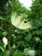 ladybird1