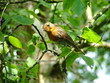 robin red breast