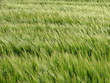 barly in the wind