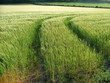 crop tracks