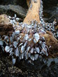 shellfish drift