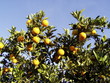 lemons on the tree 1