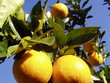 lemons