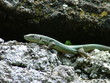 green lizard