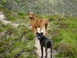 dogs
