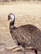 emu
