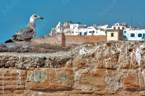 essaouira essaouira