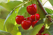 cerises