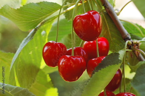 cerises