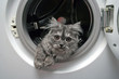 beautiful cat