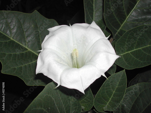 Photo: datura inoxia datura inoxia