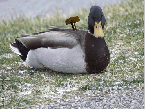 windup duck fake windup duck fake