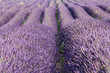 lavender fields in france