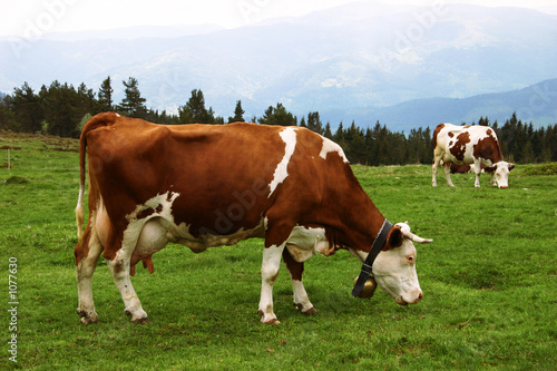 mountain cows