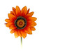 blumenhintergrund