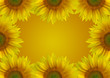 hintergrund sonnenblumen